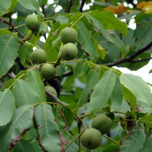 Nogal común "Juglans regia"-0