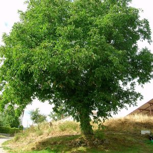 juglans regia (nogal)-0