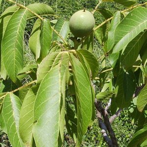 juglans regia (nogal)-1740