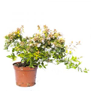 Abelia Floribunda-630