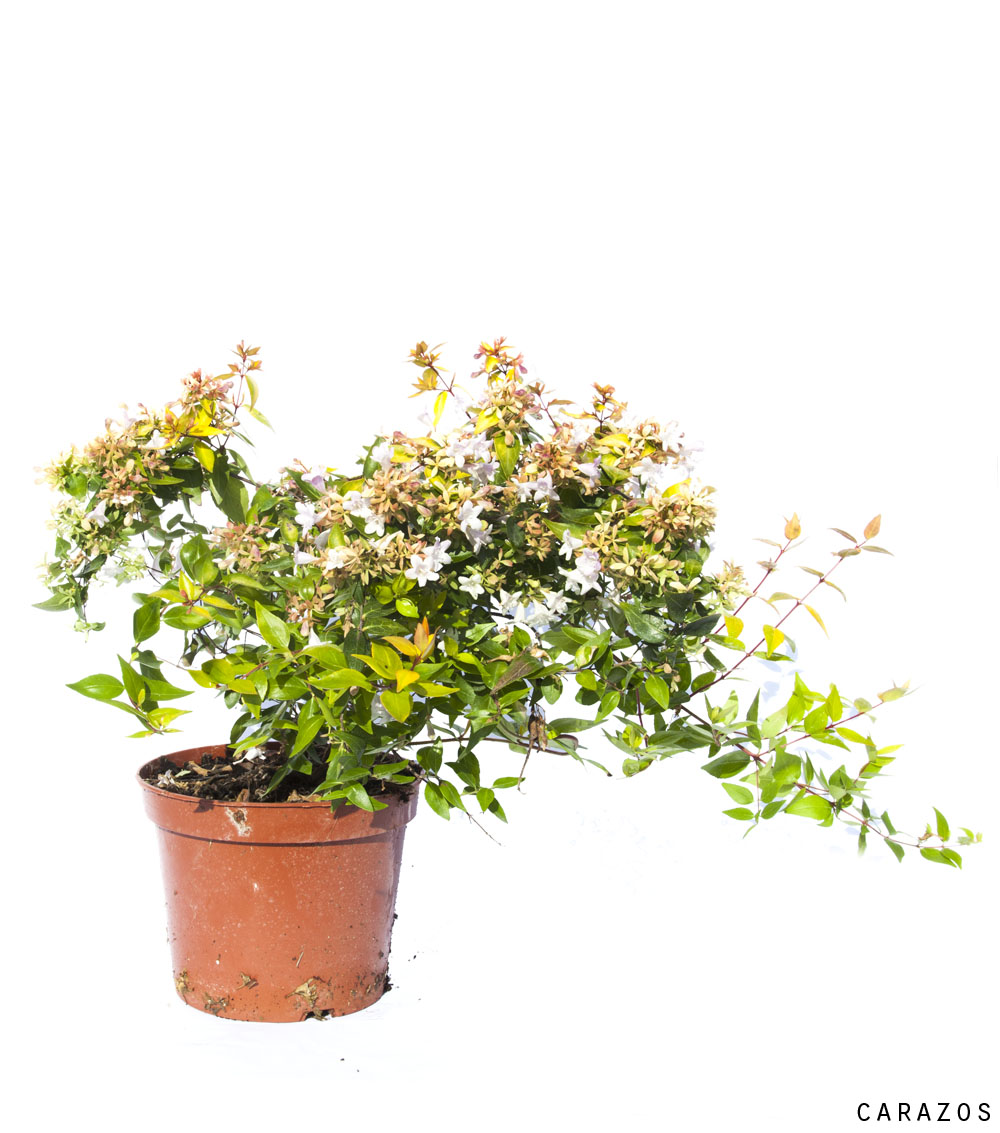 Abelia Floribunda-630