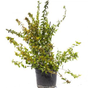 Abelia Floribunda-0