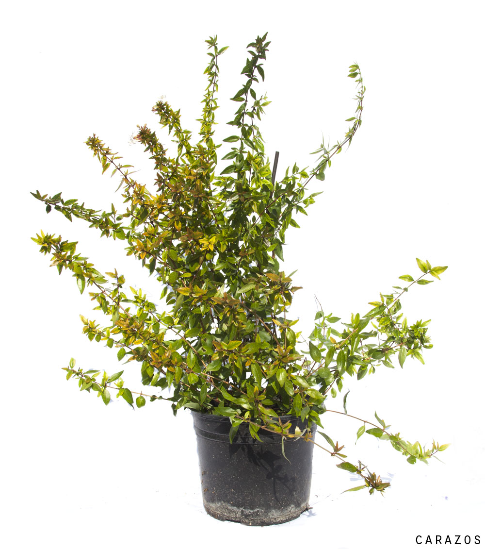 Abelia Floribunda-0