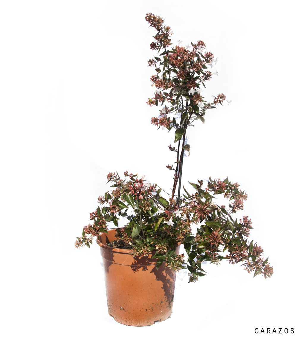 Abelia Floribunda-631