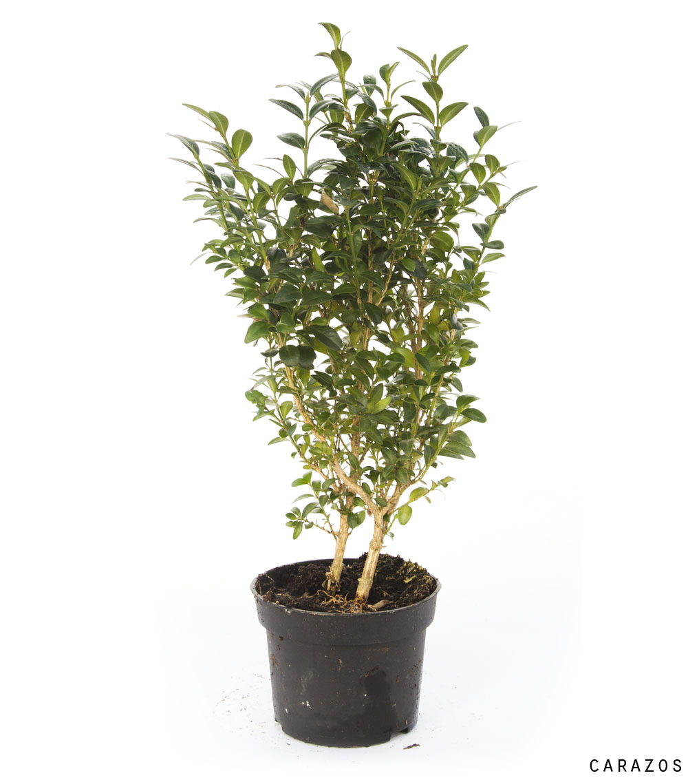 Buxus Rotundifolia-0