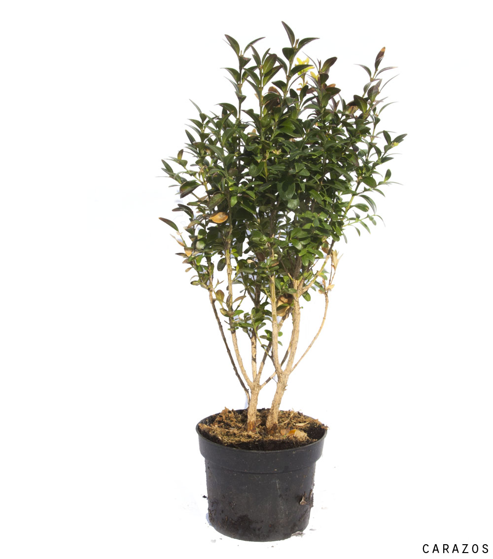 Buxus Rotundifolia-635