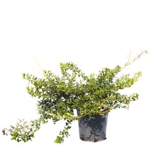 Ceanothus-0