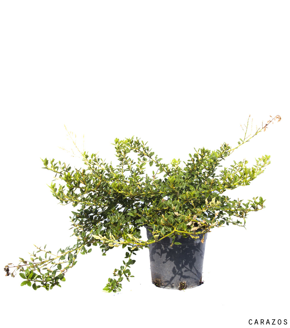 Ceanothus-0