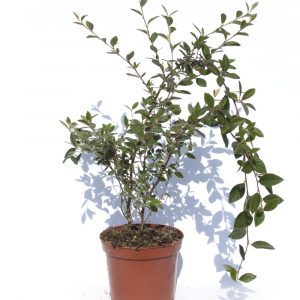Cotoneaster-0