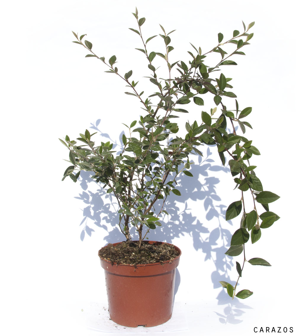 Cotoneaster-0