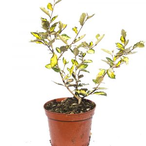 Eleagnus ebbingei-0