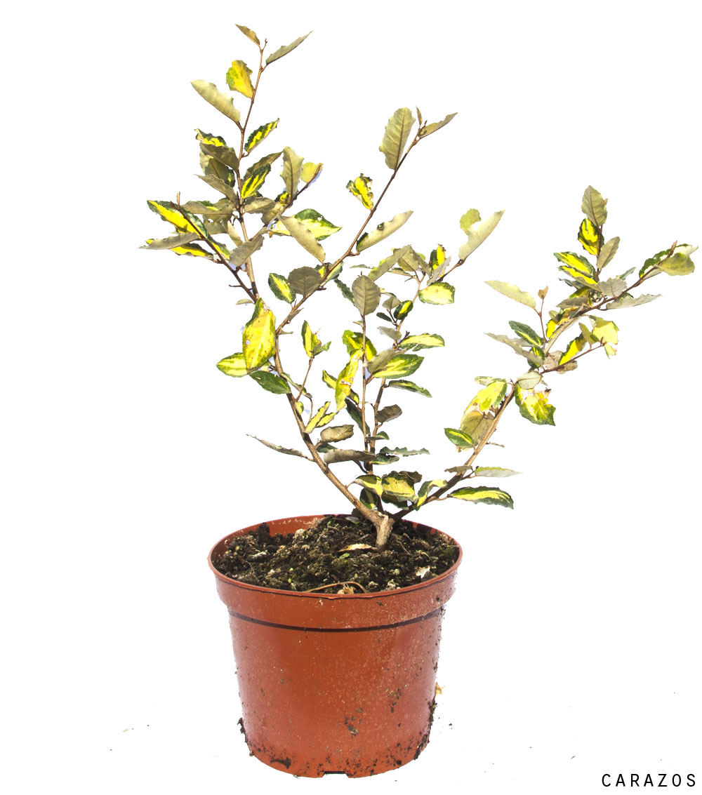 Eleagnus ebbingei-0