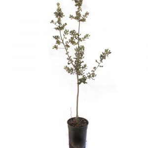 Encina de Arbusto-0