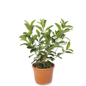 Viburnum Lucidum-0