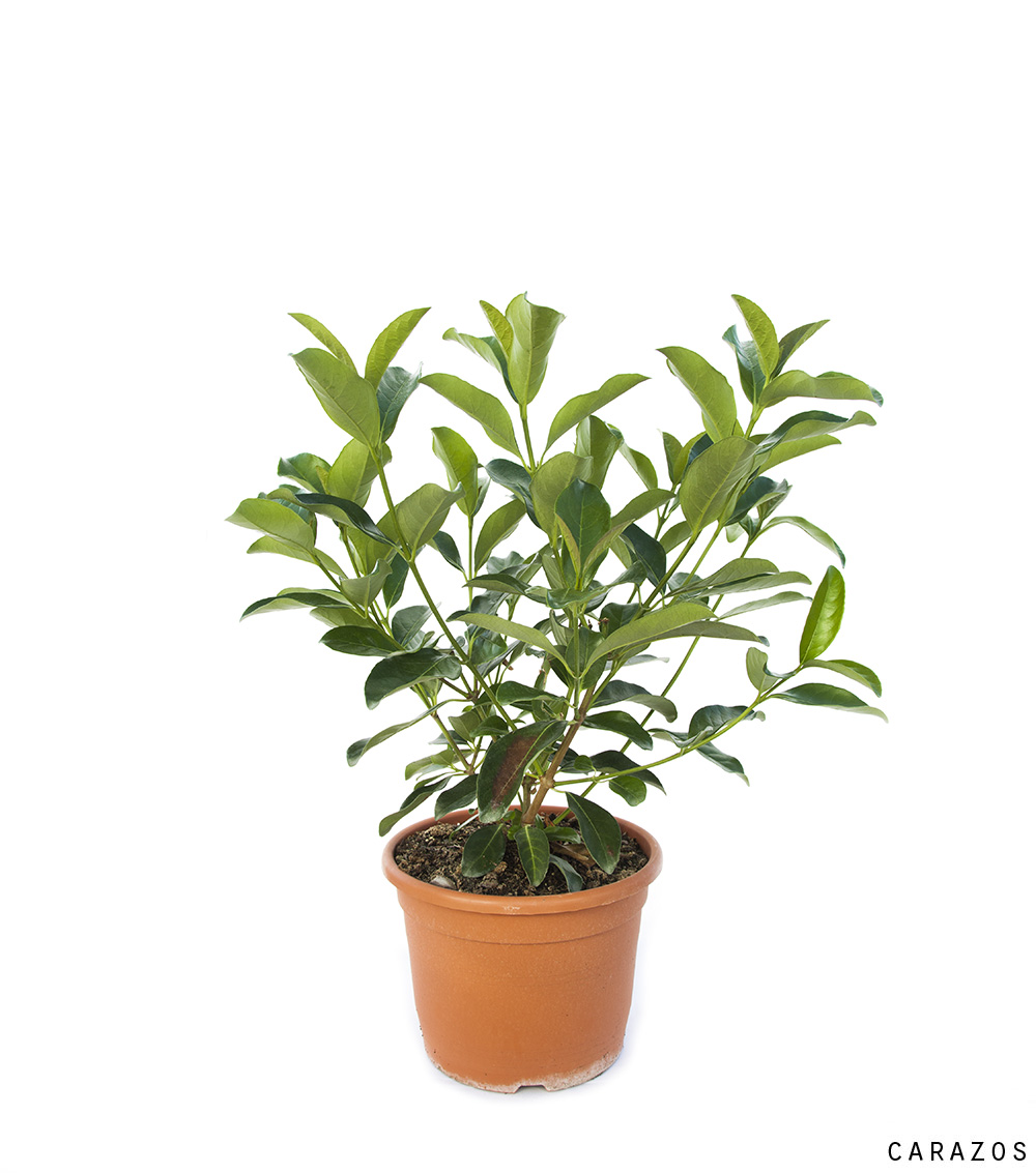 Viburnum Lucidum-0