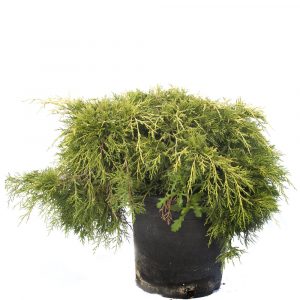 Juniperus Horizontalis-0
