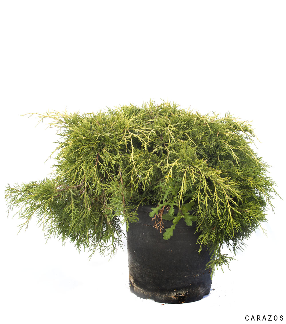 Juniperus Horizontalis-0