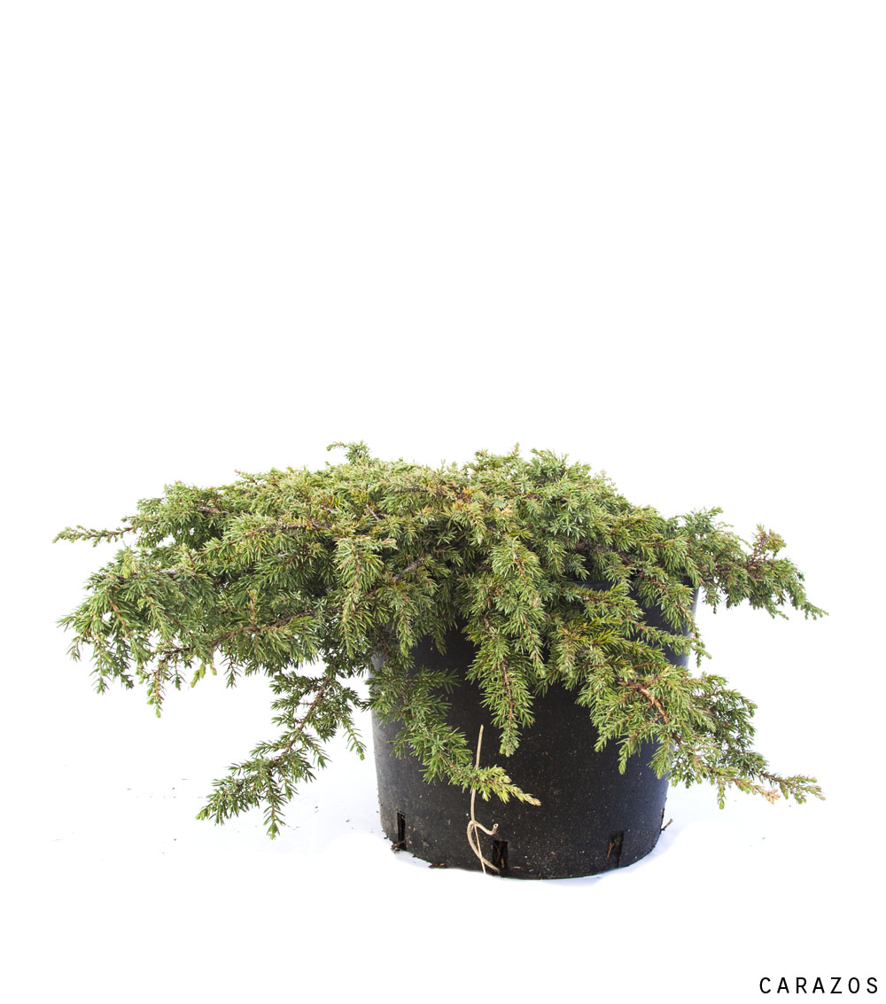 Juniperus Horizontalis-639