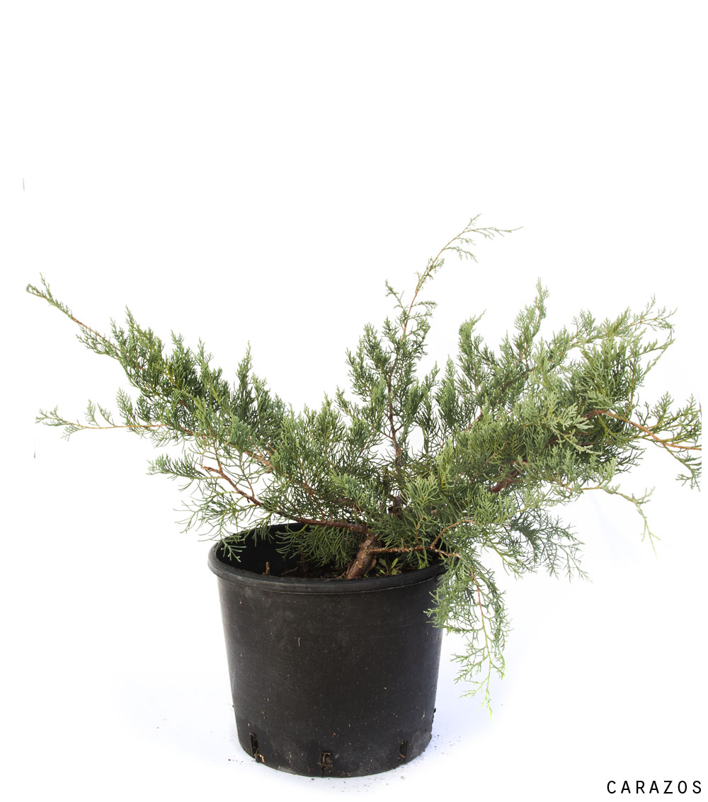 Juniperus Horizontalis-640