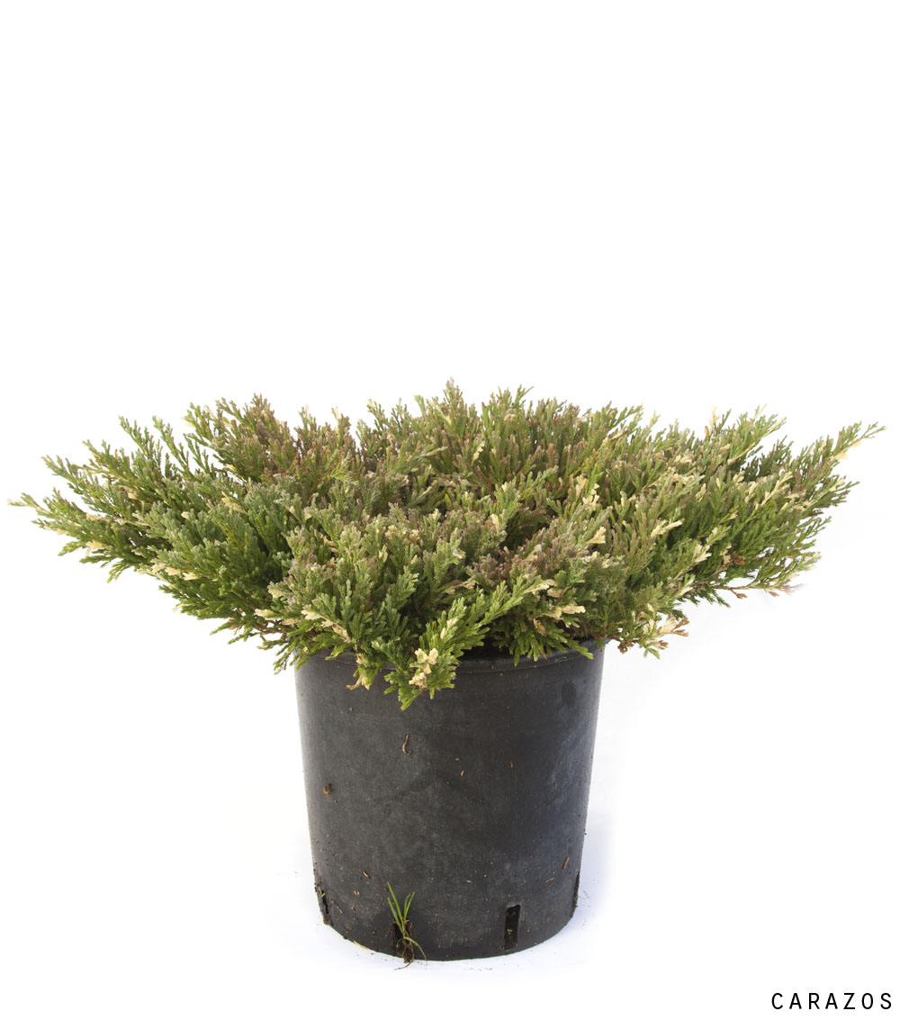 Juniperus Horizontalis-642