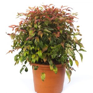 Nandina de Bola-0