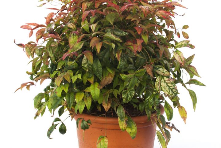 Nandina de Bola-0