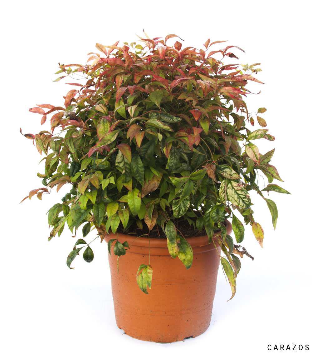 Nandina de Bola-0