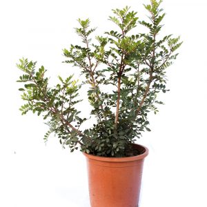 Pistacia Terebinthus-0