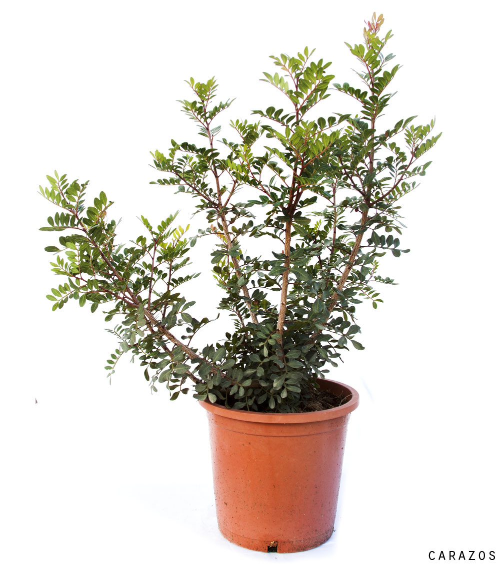 Pistacia Terebinthus-0