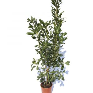 Pittosporum Tobira-0