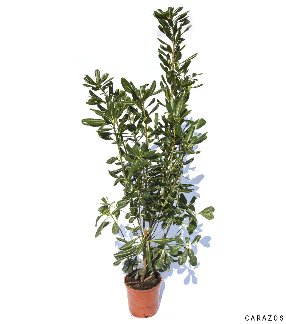Pittosporum Tobira-0