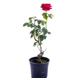 Rosal Bajo-0