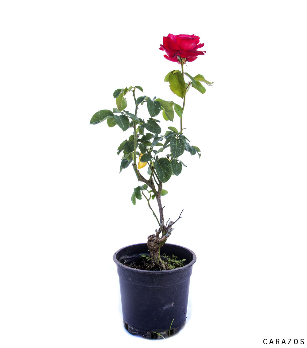 Rosal Bajo-0