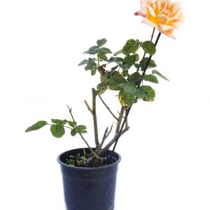 Rosal Bajo-625