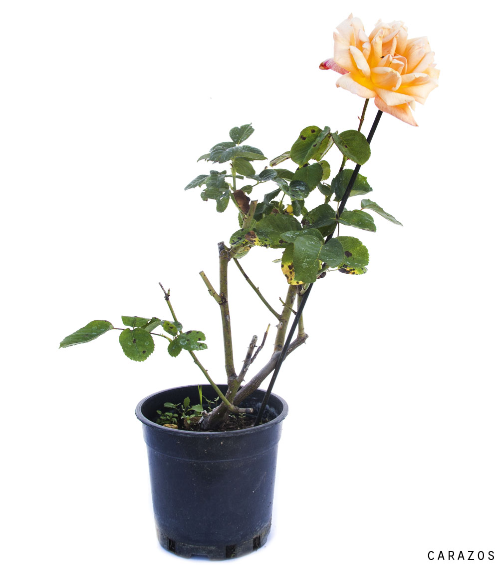 Rosal Bajo-625