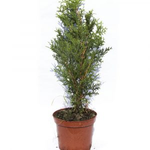 Thuja occidentalis "Smaragd"-0
