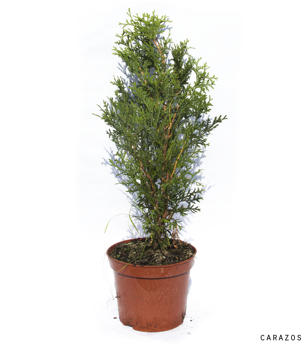Thuja occidentalis “Smaragd”-0
