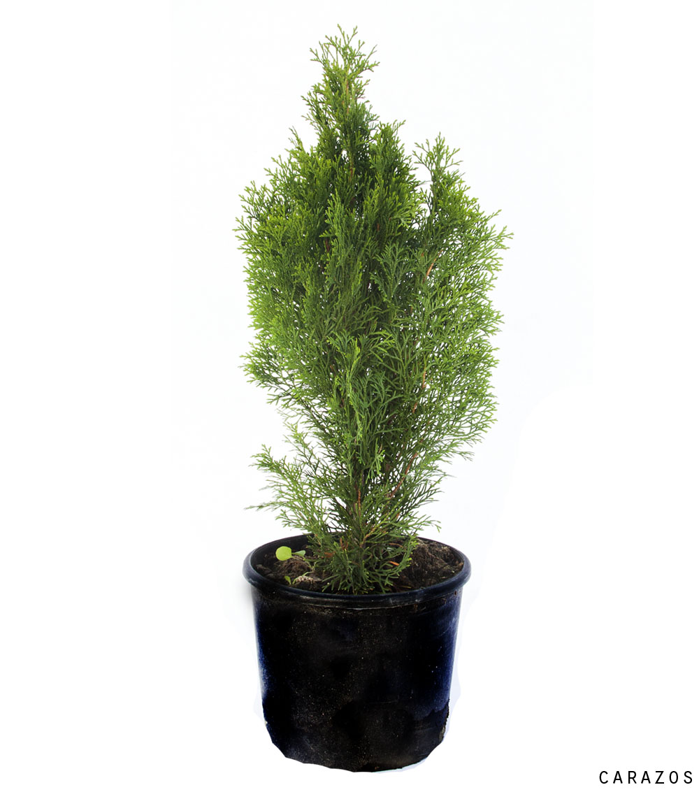 Thuja orientalis “Aurea Nana”-654