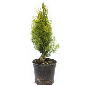 Thuja orientalis "Aurea Nana"-652