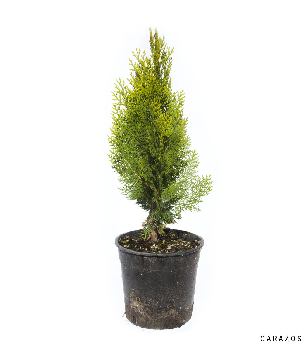 Thuja orientalis “Aurea Nana”-652