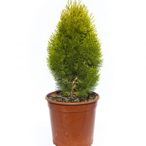 Thuja orientalis "Aurea Nana"-0