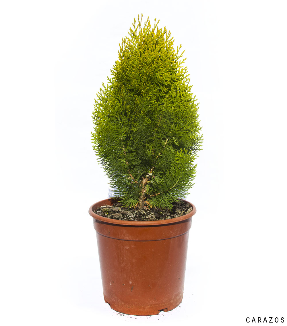 Thuja orientalis “Aurea Nana”-0