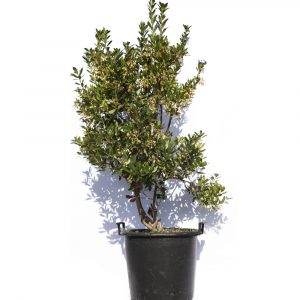 Arbutus unedo "Madroño"-658