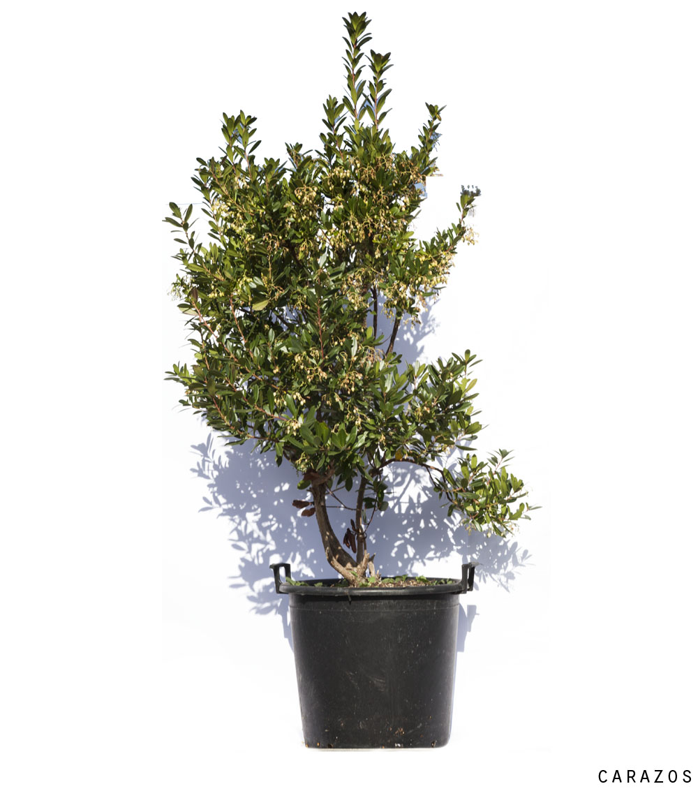 Arbutus unedo “Madroño”-658