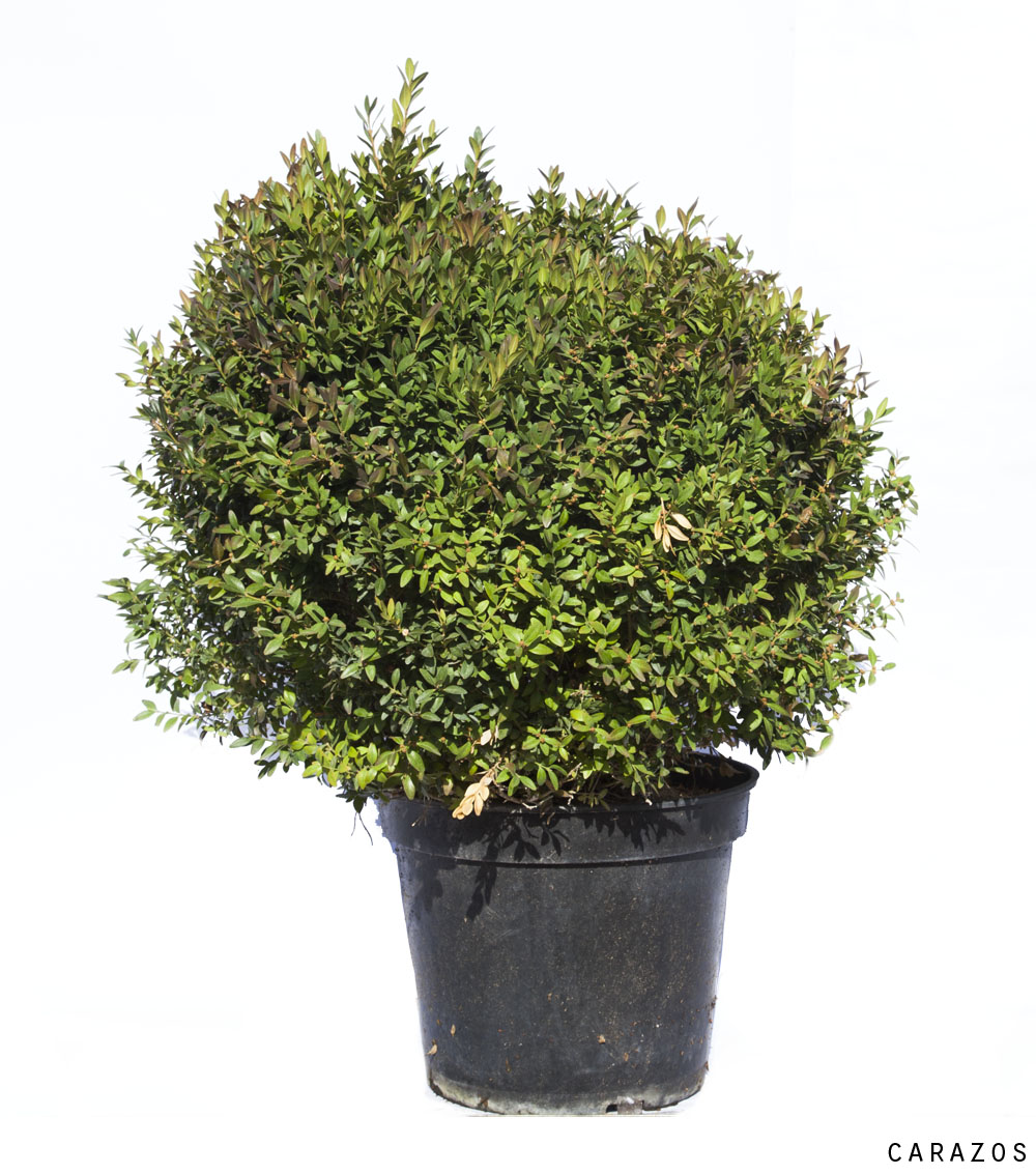 Buxus Rotundifolia “Bola”-0