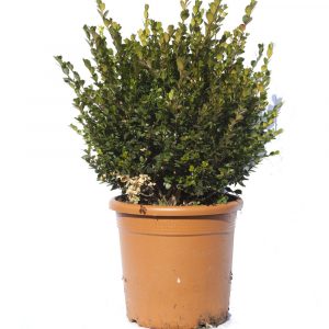 Buxus Rotundifolia "Bola"-667
