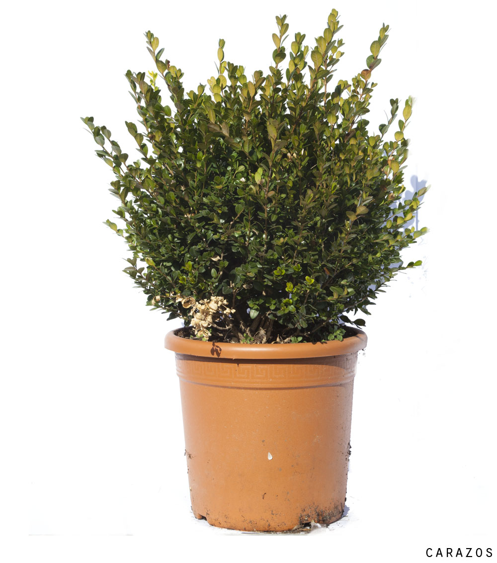 Buxus Rotundifolia “Bola”-667