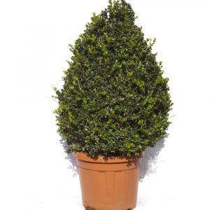 Buxus Rotundifolia "Piramidal"-0