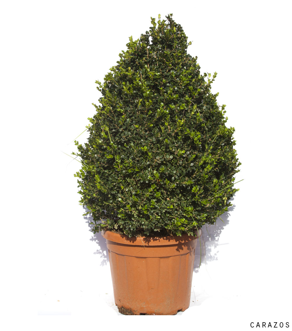 Buxus Rotundifolia “Piramidal”-0