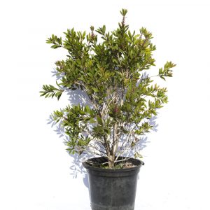 Callistemon laevis-663